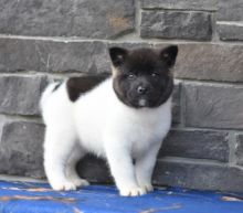 Akita Puppies Looking For New Homes