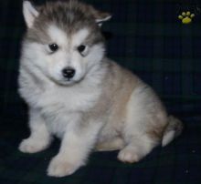 Alaskan Malamute puppies for adoption