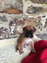 Boxer puppies for adoption