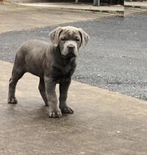 Cane Corso Puppies Looking For New Homes
