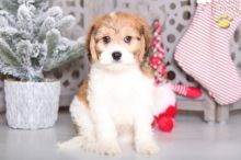 Cavachon puppies for adoption