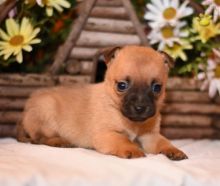 Chihuahua puppies for adoption