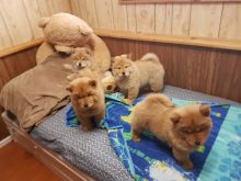Chow Chow Puppies,2 pups left.