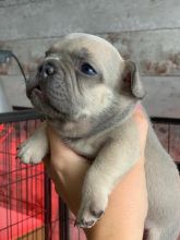 French bulldog puppies ready for new home now