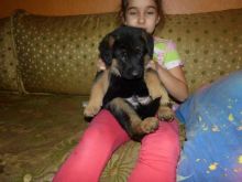 German Shepherd Puppies,2 pups left.