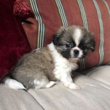 Pekingese puppies for adoption