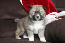 Pomsky Puppies,2 pups left.