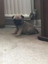 Pug Puppies,2 pups left.