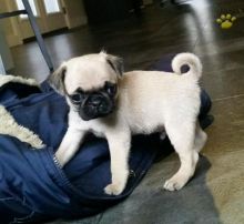 Pug puppies for adoption