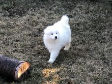 Samoyed Puppies,2 pups left.