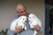 Samoyed puppies for adoption