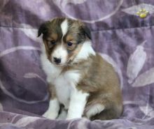 Sheltie puppies for adoption
