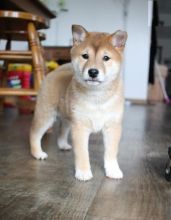 Shiba Inu Puppies,2 pups left.