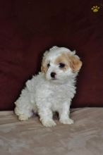 Shih-poo puppies for adoption