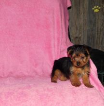 Yorkie puppies for adoption