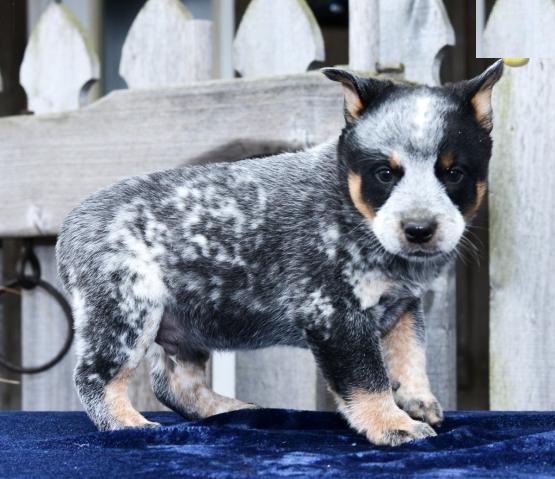 Blue Heeler Puppies Looking For New Homes Image eClassifieds4u