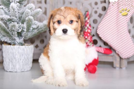 Cavachon puppies for adoption Image eClassifieds4u
