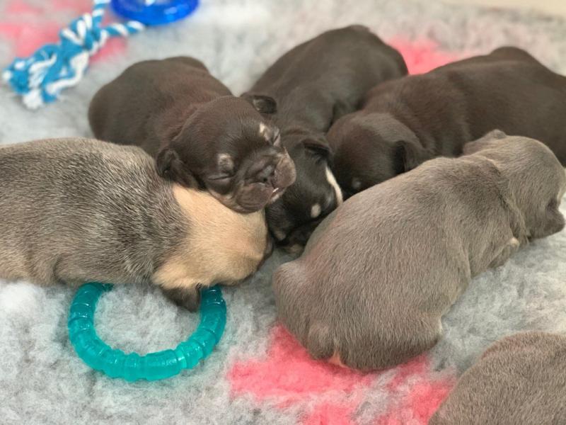 French bulldog puppies ready for new home now Image eClassifieds4u