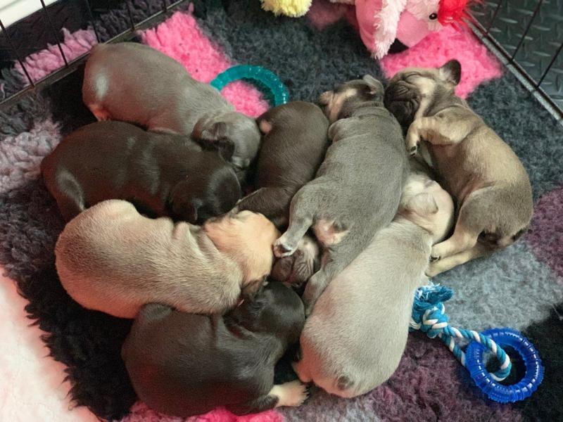 French bulldog puppies ready for new home now Image eClassifieds4u