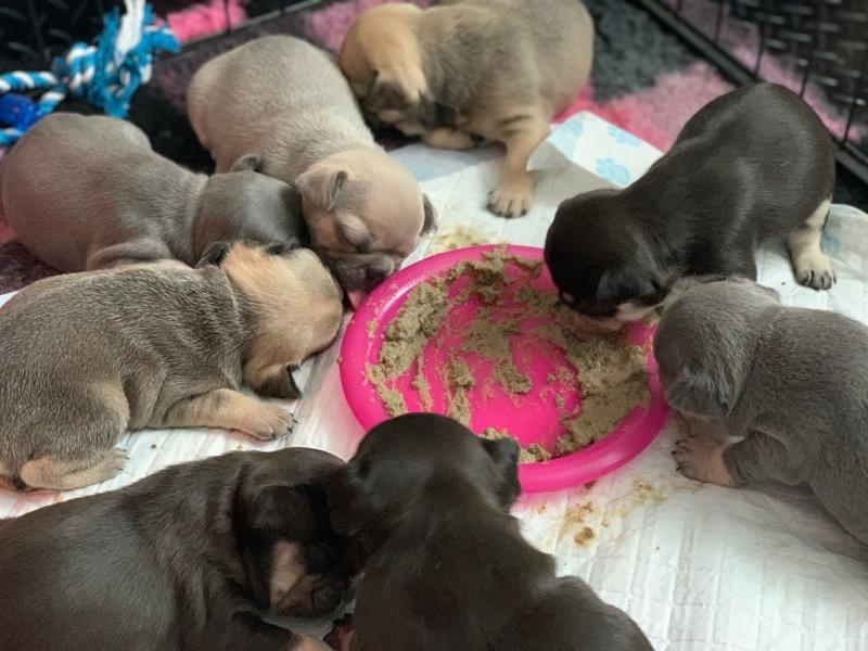 French bulldog puppies ready for new home now Image eClassifieds4u