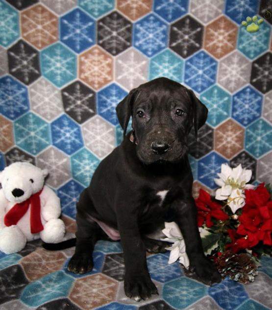 Great Dane puppies for adoption Image eClassifieds4u