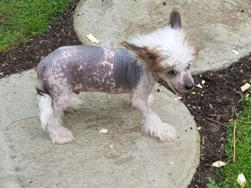 Hairless Chinese Crested Puppies Looking For New Homes Image eClassifieds4u