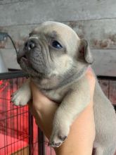 French bulldog puppies ready for new home now Image eClassifieds4u 1