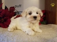 Maltese puppies for adoption Image eClassifieds4U