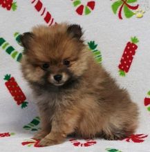 Pomeranian puppies for adoption Image eClassifieds4U