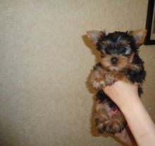 Yorkie Puppies,2 pups left. Image eClassifieds4U