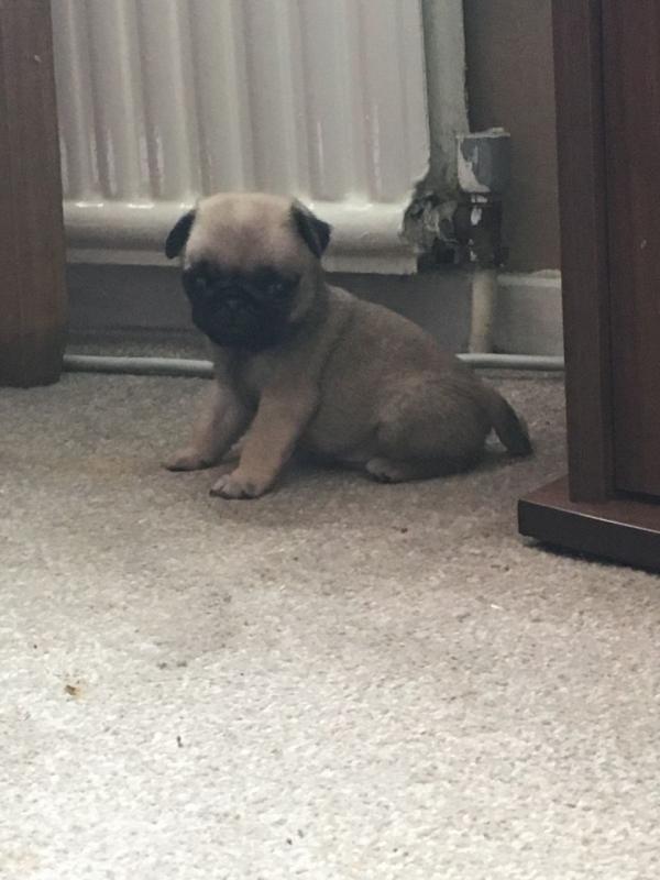 Pug Puppies,2 pups left. Image eClassifieds4u