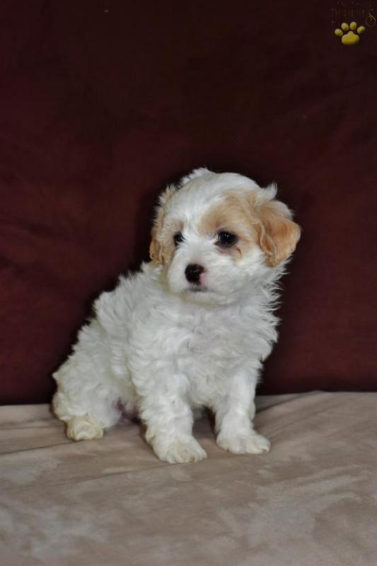 Shih-poo puppies for adoption Image eClassifieds4u