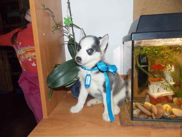 Siberian Husky Puppies,2 pups left. Image eClassifieds4u