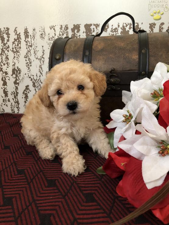 Toy Poodle puppies for adoption Image eClassifieds4u