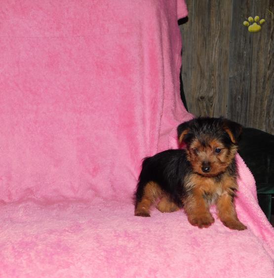 Yorkie puppies for adoption Image eClassifieds4u