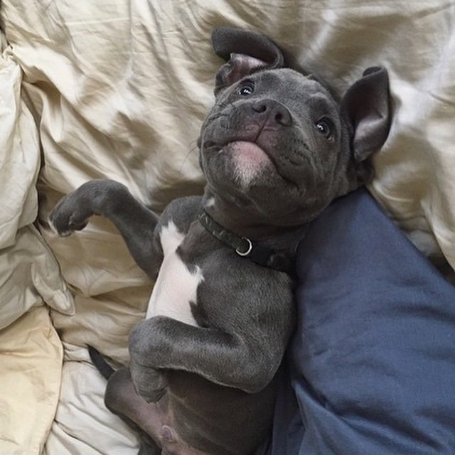 🎄🎄American Pitbull Terrier puppies for adoption 🎄🎄 Image eClassifieds4u