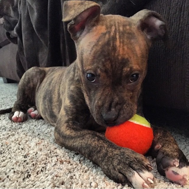 🎄🎄 Lovely ☮ Male 🐕🐕 Female 🐕 Blue nose pitbull ::✴:: Puppies Now ☮ Ready 🎄� Image eClassifieds4u