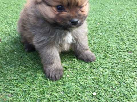 🎄🎄 Standard ☮ Size 🐕🐕Pomeranian ::✴:: Puppies 🐕 🎄🎄 Image eClassifieds4u