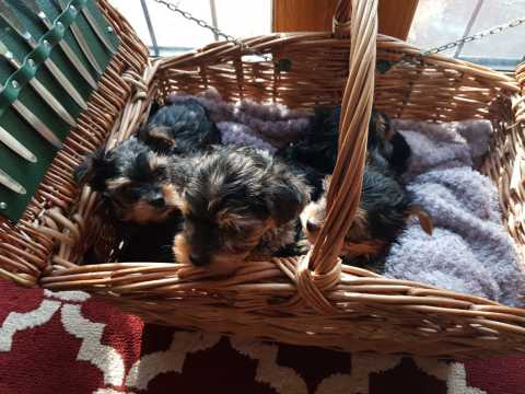 🎄🎄Yorkie Puppies ready to go 🎄🎄 Image eClassifieds4u