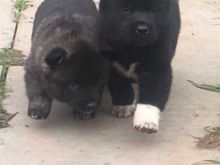 🎄🎄 Beautiful Akita puppies🎄🎄