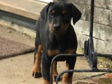 🎄🎄Gorgeous☮ Ckc 🐕 Male ✴ Female ::✴::Doberman pups 🐕 Available 🎄🎄