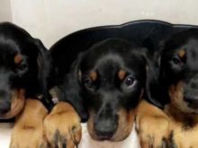 🎄🎄 Gorgeous Kc registered Doberman puppies ready for their new homes 🎄🎄