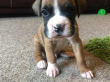 🎄🎄 Remarkable 🐕 Ckc ::✴:: boxer ☮ Puppies 🎄🎄