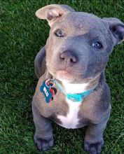 🎄🎄 Standard ☮ Size 🐕🐕Blue nose pitbull ::✴:: Puppies 🐕 Available 🎄🎄