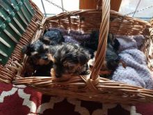 🎄🎄Yorkie Puppies ready to go 🎄🎄 Image eClassifieds4U