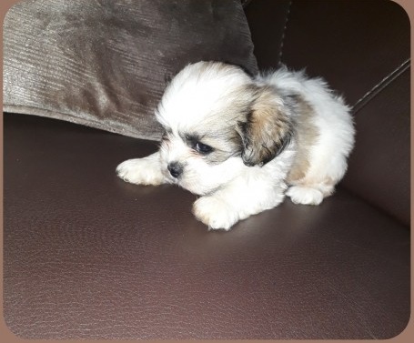 Malshi Puppies Image eClassifieds4u