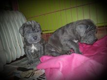 Neapolitan Mastiff Puppies