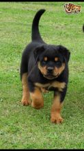 Rottweiler Puppies Ready For New Homes