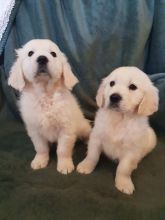 Kc Golden Retriever Puppies