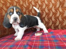 Basset hound puppies for adoption